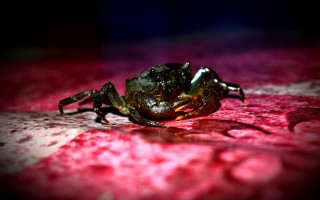 Spider red white surface macro - craola free wallpaper