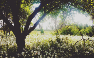 Sunlight forest bushes flowers trees - enguerrand quarton free wallpaper