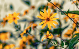 Yellow flower green leaves macro 5 - a yellow flower free wallpaper