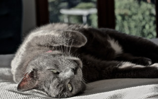 Cat bed lying closed pillow - the pillow free wallpaper