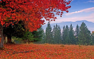 Autumn field red leaves mountain - a field free wallpaper