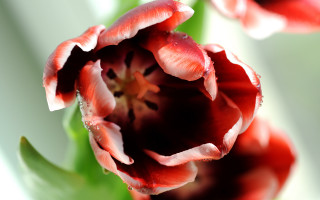 Flower water droplets macro shallow - corneille free wallpaper
