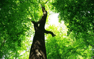 Tall tree green leaves forest - tall free wallpaper