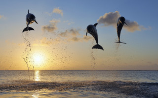 Dolphins sunset ocean beach sky 2 - the sun setting behind them free wallpaper