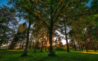 Sunset grassy field trees hill - sunset free wallpaper