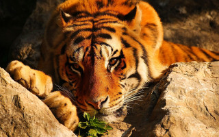 Tiger leaves rock wall sun - a large rock free wallpaper