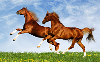 Horses field flowers grass sky - boleslaw cybi free wallpaper
