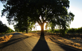 Tree shadow sunset night city - a shadow free wallpaper