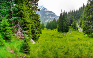 Grassy field trees mountains cloudy 2 - forest free wallpaper