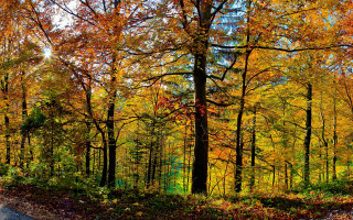 Forest road autumn leaves fence - lot of trees free wallpaper