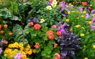 Garden colorful flower field puzzle - a garden free wallpaper