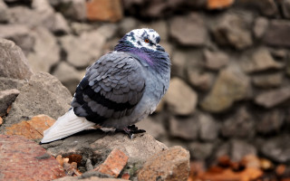 Bird rock stone wall sparrow - clovis trouille free wallpaper