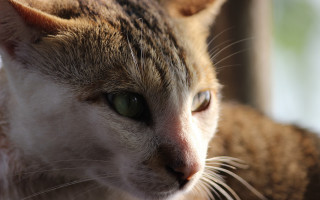 Cat green eyes window blurry 2 - the window sill free wallpaper