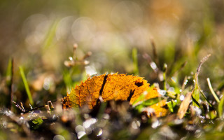 Yellow leaf on grass sunlight - a yellow leaf free wallpaper