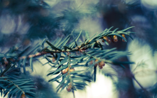 Pine cone branch nature blurry - anne rigney free wallpaper