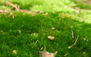 Grass leaves macro blurry nature - a green grass free wallpaper