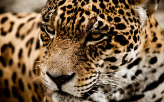 Leopard closeup bokeh depthoffield blurry - a close up of a leopards face free wallpaper