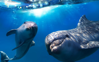 Dolphins ocean sunlight bubbles rayonism - sunlight free wallpaper