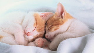 Kittens sleeping blanket orange white - the other free wallpaper