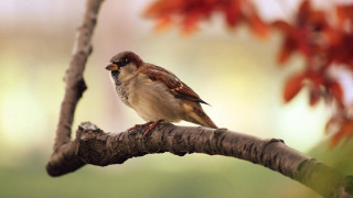 Bird branch red leaves macro - a branch of a tree free wallpaper