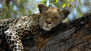 Leopard resting tree branch forest - its head free wallpaper