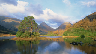 Lake mountains trees birds ducks - a few bird free wallpaper