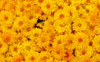 Yellow flower bee pattern autumn - a bee free wallpaper