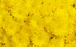 Yellow flower macro fireworks autumn - a close up of a bunch free wallpaper