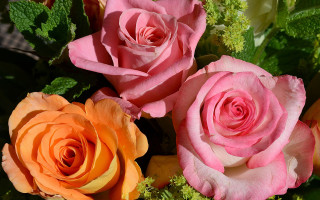 Pink orange roses vase green - green leaf and flowers free wallpaper