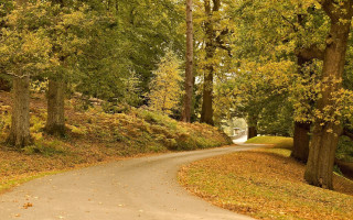 Winding forest road autumn leaves - ada hill walker free wallpaper