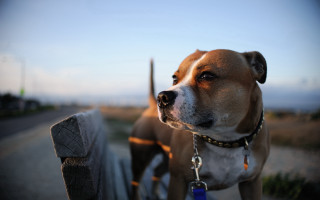 Dog fence shiba inu blue - a wooden fence free wallpaper