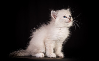 White kitten blue eyes table - something free wallpaper