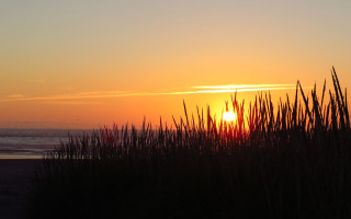 Sunset ocean tallgrass beach bird - a photo free wallpaper
