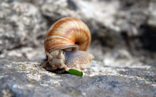 Snail rock leaf macro beach - a leaf free wallpaper