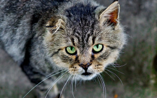 Cat green eyes looking up 2 - symmetrical free wallpaper
