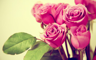 Pink roses vase green leaves 5 - a vase free wallpaper