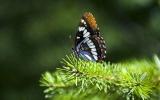 Butterfly green branch leaves blurry - free forest wallpaper