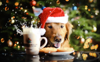 Dog santa hat coffee christmas - ernest william christmas free wallpaper