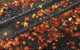 Leaves autumn puzzle ginkgo maple - the grass free wallpaper