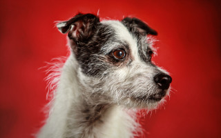 Dog black white head red - felix octavius carr darley free wallpaper