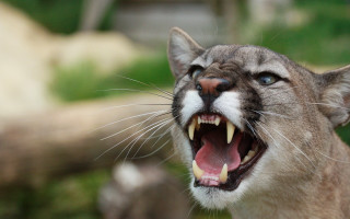 Cat open mouth sharp claws 2 - a close up of a cat free wallpaper