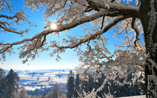 Snowy landscape trees bright sun 2 - german romanticism free wallpaper