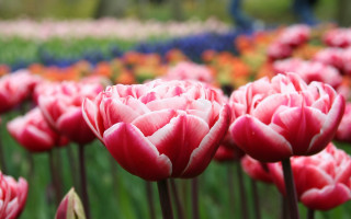 Red flower bokeh blurry background 2 - vivid color free wallpaper