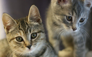 Kittens mirror shallow depth animal - les nabis free wallpaper