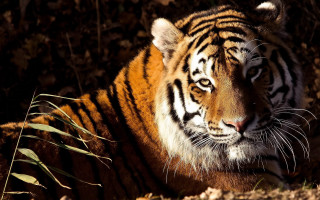 Tiger laying shade tree sunlight - a tiger free wallpaper