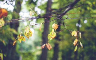 Tree branch leaves bird bokeh - naturalism free wallpaper