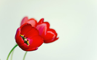 Red flowers white background yellow - three red flower free wallpaper