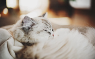 Cat sleeping white blanket couch - amano free wallpaper