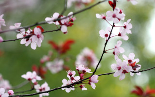 Pink flowers branch macro blurry 2 - naturalism free wallpaper