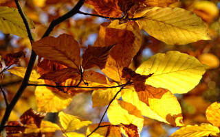 Tree yellow leaves autumn blurry - the fall season free wallpaper